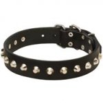 Gorgeous Wide Leather Dog Collar - Fashion Exclusive Design