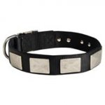 Nylon Dog Collar Massive Nickel Plates