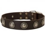 Leather Dog Collar Decorated with Silver Conchos