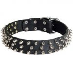 Leather Dog Collar with 3 Rows of Nickel Spikes