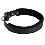 Padded Leather Dog Collar 25 mm for Dog Training