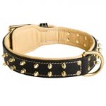 Royal Leather Dog Collar Spiked Padded with Nappa Leather