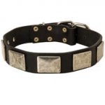 Leather Dog Collar with Large Nickel Plates