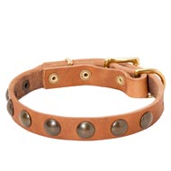 Leather Dog Collar with Brass Half-Ball Studs
