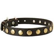 Leather Dog Collar with Brass Circles for Fashionable Walking