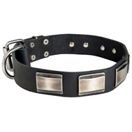 Leather Dog Collar Massive Nickel Plates