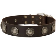 Leather Dog Collar Decorated with Silver Conchos