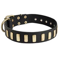 Fancy Leather Dog Collar with Brass Plates