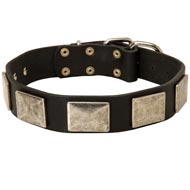 Leather Dog Collar with Large Nickel Plates