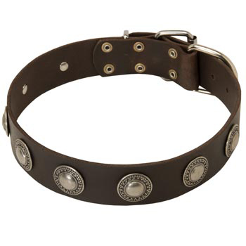 Training Leather   Dog Collar for Stylish Dogs