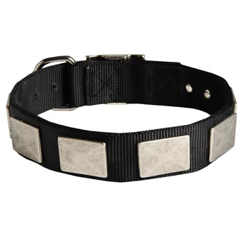   Dog Collar Nickel Vintage with Plates