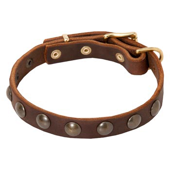 dog collars with studs