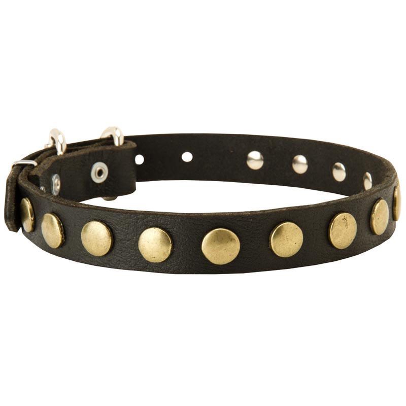 Leather Dog Collar with Brass Circles for Fashionable Walking