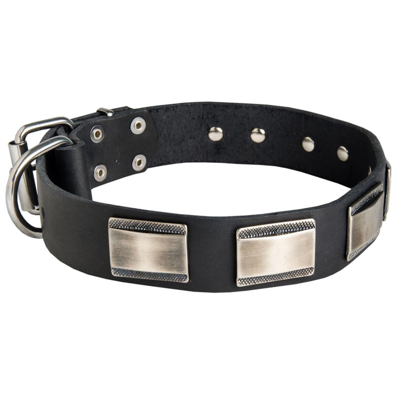 Leather Dog Collar Massive Nickel Plates