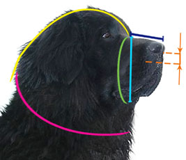 How to measure your dog